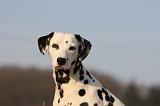 DALMATIEN 409